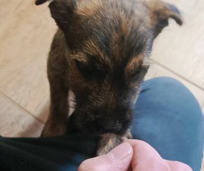 Nový člen týmu: Na Apríla nás rozveselil Falco